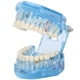 thumbnail image 3 of Modelo De Simulación De Dientes Dentales, Modelo De Dientes Livianos Para Demostración De Investigación De Patología Ccdes Otros, 3 of 8