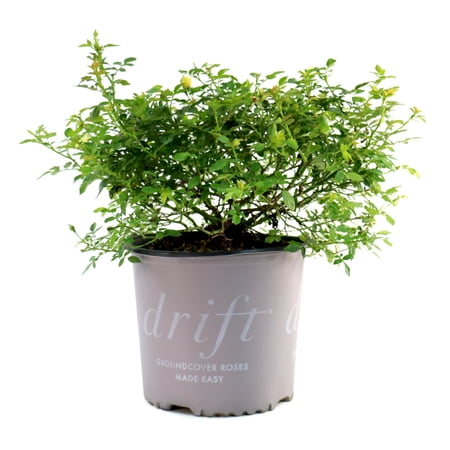 National Plant Network 3 gal. Drift Rose Lemon
