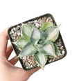 thumbnail image 4 of Variegated Butterfly Agave Succulent (3.5"+ Plastic Pot) - Tiny, Lovely, Easy to Care Succulent for Beginners - Live Healthy Succulent for Home Office - Best Trailing Indoor Plant, 4 of 9