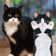 thumbnail image 3 of Toallas de mano DaisyJoy Cat divertidas decorativas para baño, 3 of 7