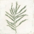 thumbnail image 3 of Purinton, Julia 20x20 Black Modern Framed Museum Art Print Titled - Plantlife I Green, 3 of 5
