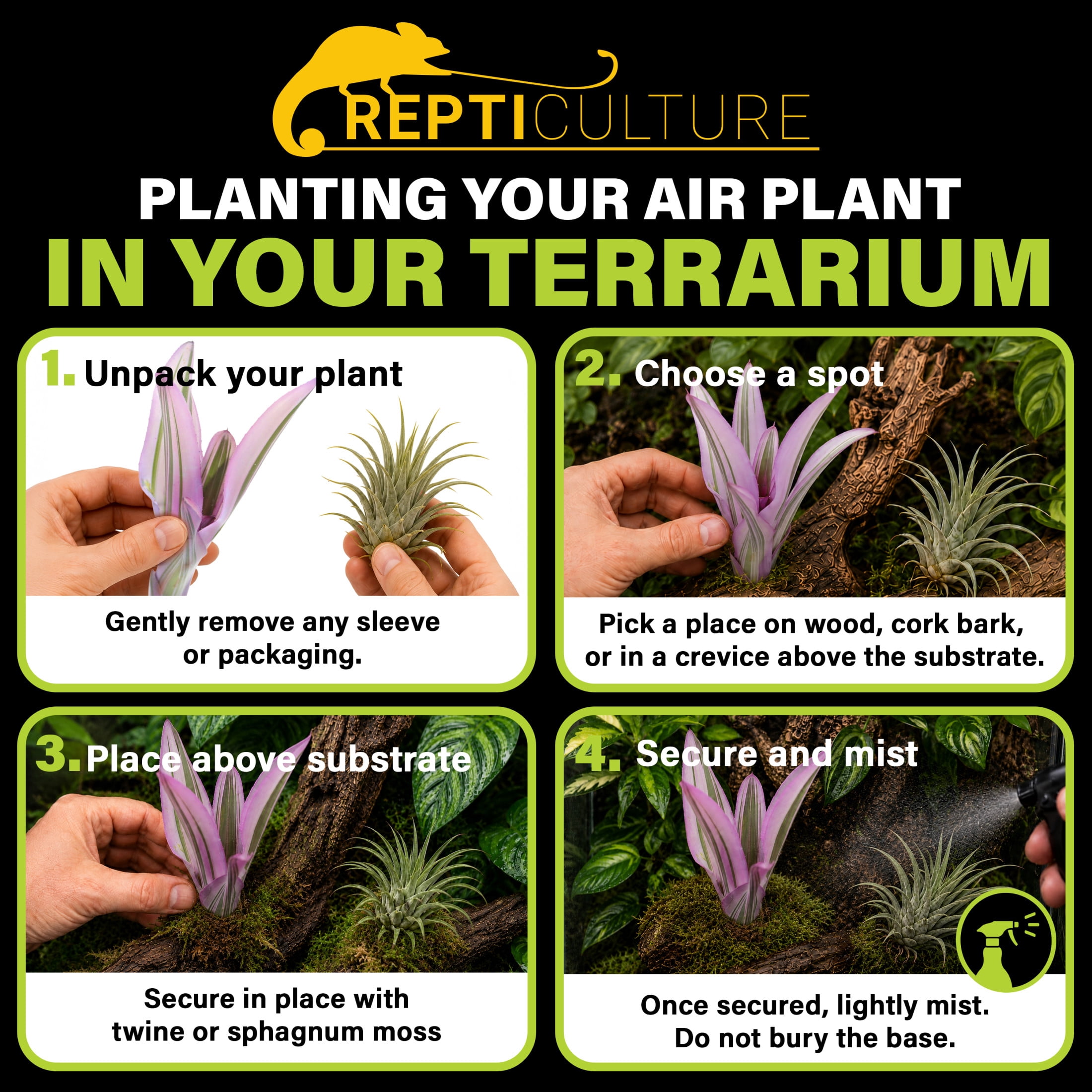 ReptiCulture Assorted Bromeliad Plant 6 ct