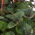 thumbnail image 4 of planta hiedra sueca natural verde 49.8 x 23.7 cm, 4 of 4