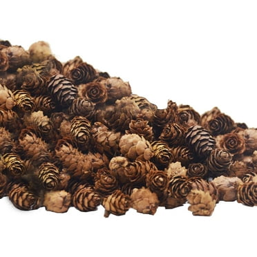 50 Pcs Christmas Natural Mini Pine Cones- 2CM Thanksgiving Small Pinecones Ornaments Vase Fillers for DIY Crafts, Home Decorations, Fall and Christmas, Wedding Decor