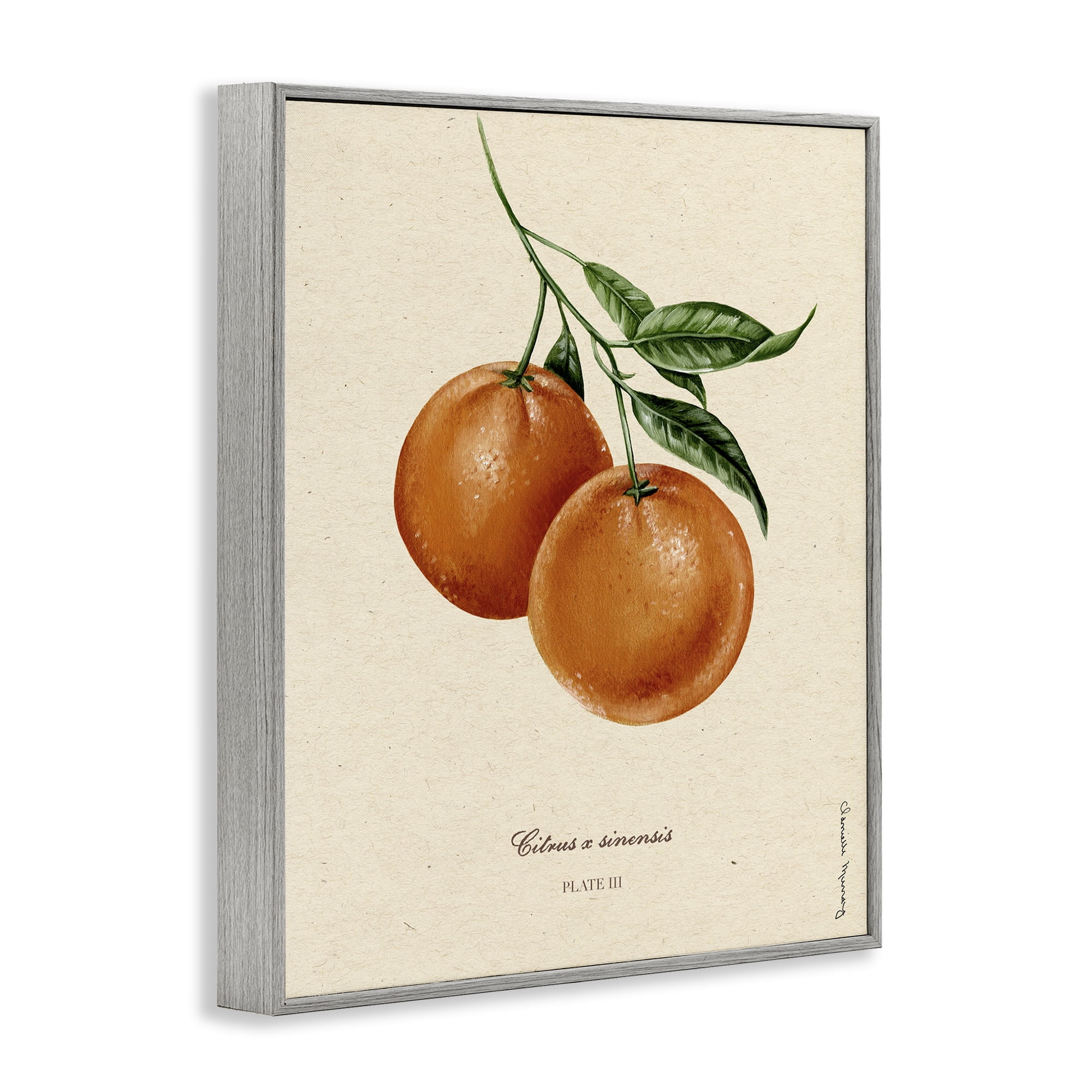 Stupell Industries Orange Fruit Portrait Gray Framed Giclee Art, design by Danielle Murray