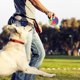 thumbnail image 5 of Pelota para mascotas Juguete para perros LED Resistente a la masticación Limpieza de dientes Juguete interactivo (B), 5 of 6