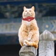 thumbnail image 4 of Nylon Pet Collar Adjustable Design For Small Dogs And Cats Comfortable Daily Wear Outdoor Adventure Training Secure Fit, 4 of 4