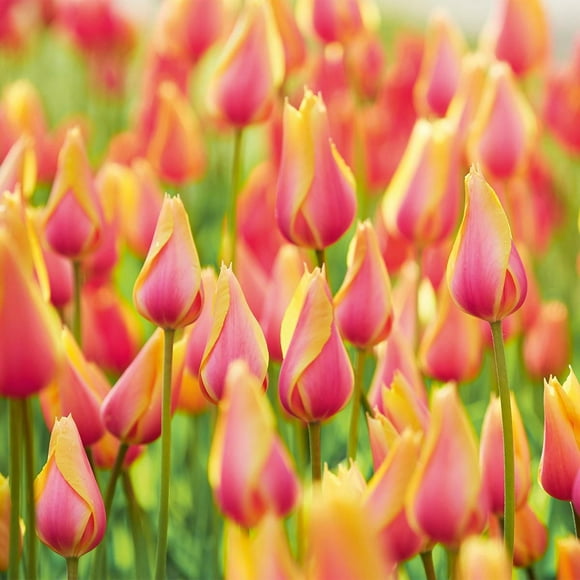 TASC Tulip Flower Bulbs-Tulip Single Late Blushing Beauty(20 Bulbs)