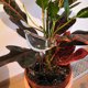 thumbnail image 5 of Pájaro transparente automático flor bebedero bulbo hogar jardín planta riego por goteo, 5 of 8