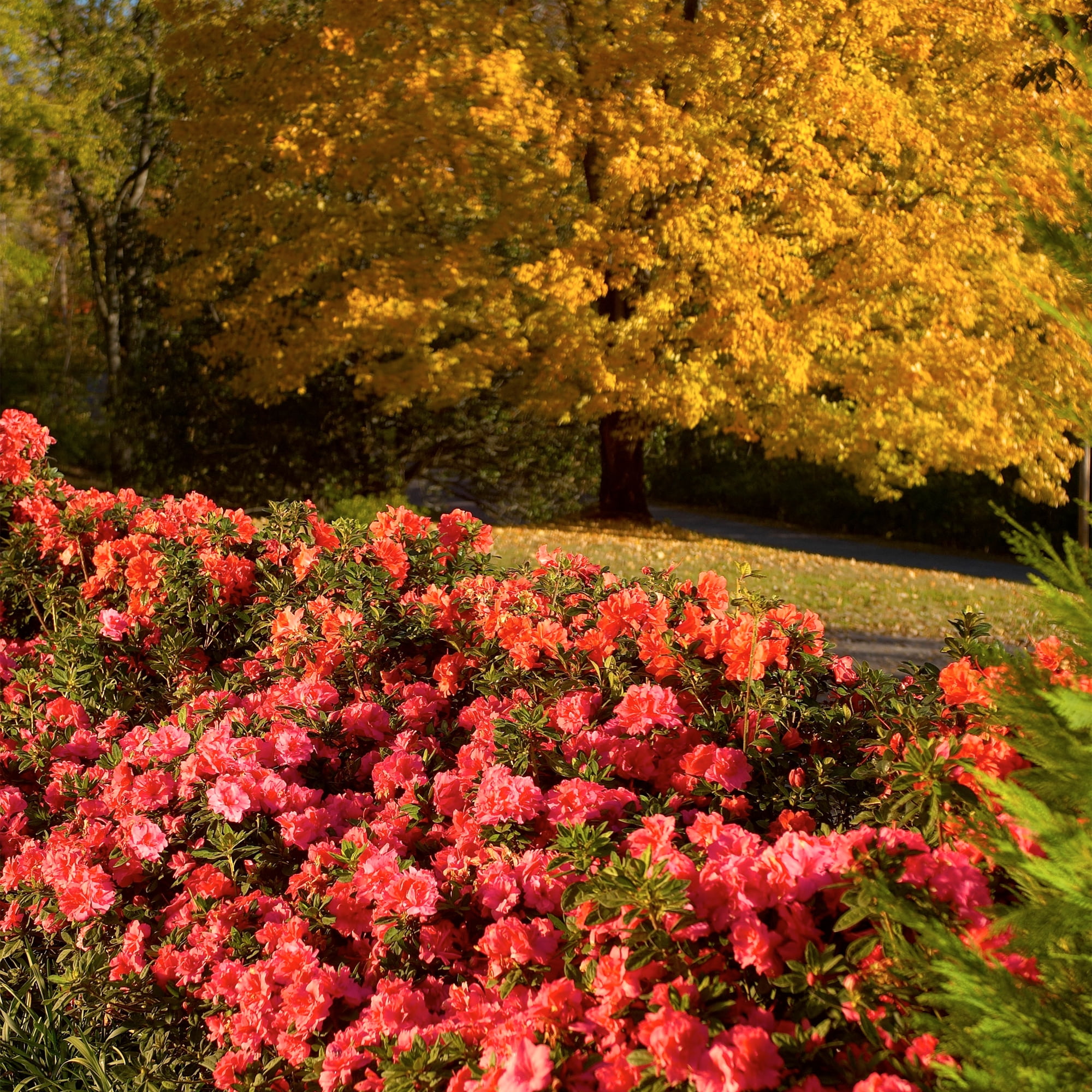 Encore Azalea Autumn Empress Live Shrub (1 Gallon)