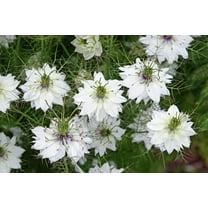 Seedville 500 Love In A Mist White Flower Seeds