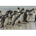 thumbnail image 2 of Illg, Cathy and Gordon 14x11 Black Ornate Wood Framed with Double Matting Museum Art Print Titled - Saunders Island Rockhopper penguins returning, 2 of 4