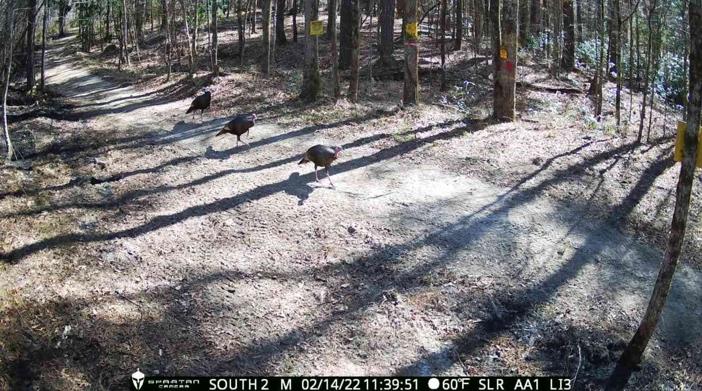 Spartan Camera GoLive 2 AT&T Cellular Trail Camera 8 MP