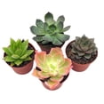 thumbnail image 3 of Echeveria Succulent Assortment, 3 inch Potted Live Variety Set, 3 of 9