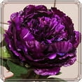thumbnail image 6 of Peony Planting-Beautiful Garden Decoration-Simple to Grow-Garden Stakes Planting-Home Decoration, 6 of 8