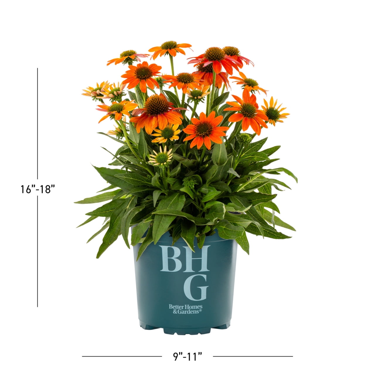 Better Homes & Gardens 2QT Multicolor Echinacea Live Plants (3 Pack) with Grower Pots Full Sun