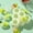 Green#1786🎀, variant on Small Popsicle Molds | Effortless Release for Homemade Ice Pops | Flexible Silicone, Easy Clean, Reusable