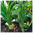 thumbnail image 2 of Everwilde Farms - 1 lb Organic Giant Musselburg Leek Seeds - Gold Vault Bulk Seed Packet, 2 of 3