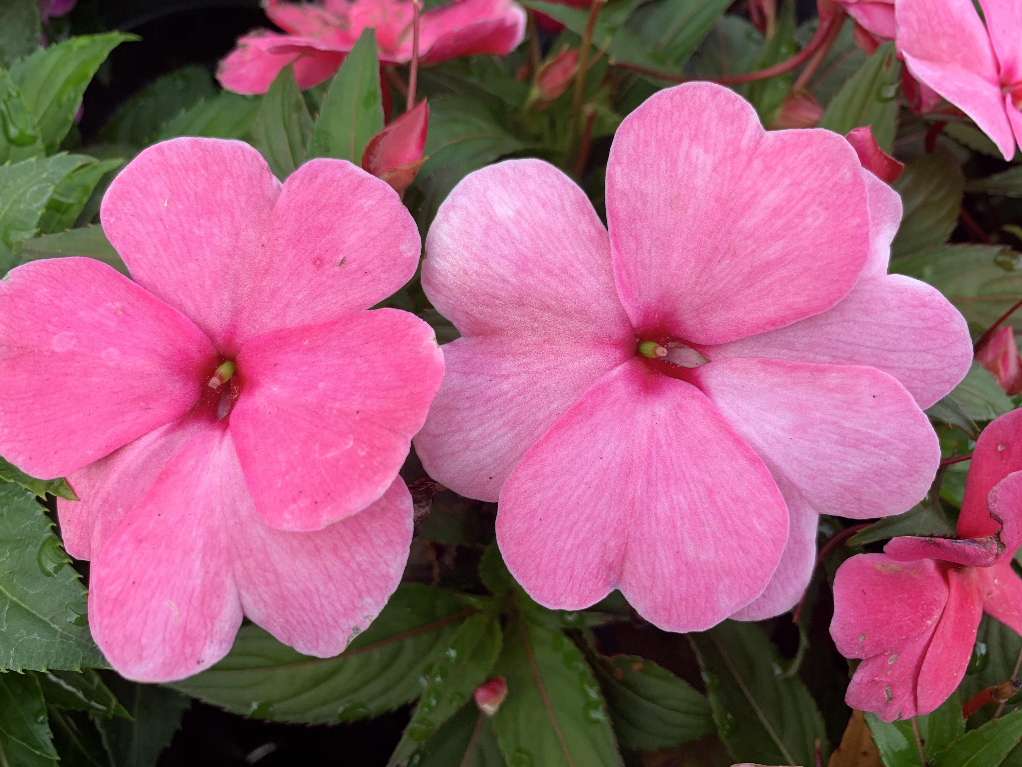 Sol Luna Electric Pink' New Guinea Impatiens  8" Pot