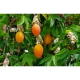 thumbnail image 3 of 10 * Seeds Blue Crown PASSION FLOWER / Passion FRUIT Passiflora Caerulea Fruit Flower Vine Seeds, 3 of 11