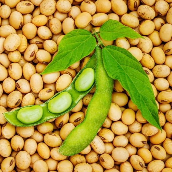 TomorrowSeeds - Yellow Soybean Seeds - 1 Pound - For 2026 Planting Cover Crop Grazing Soybean