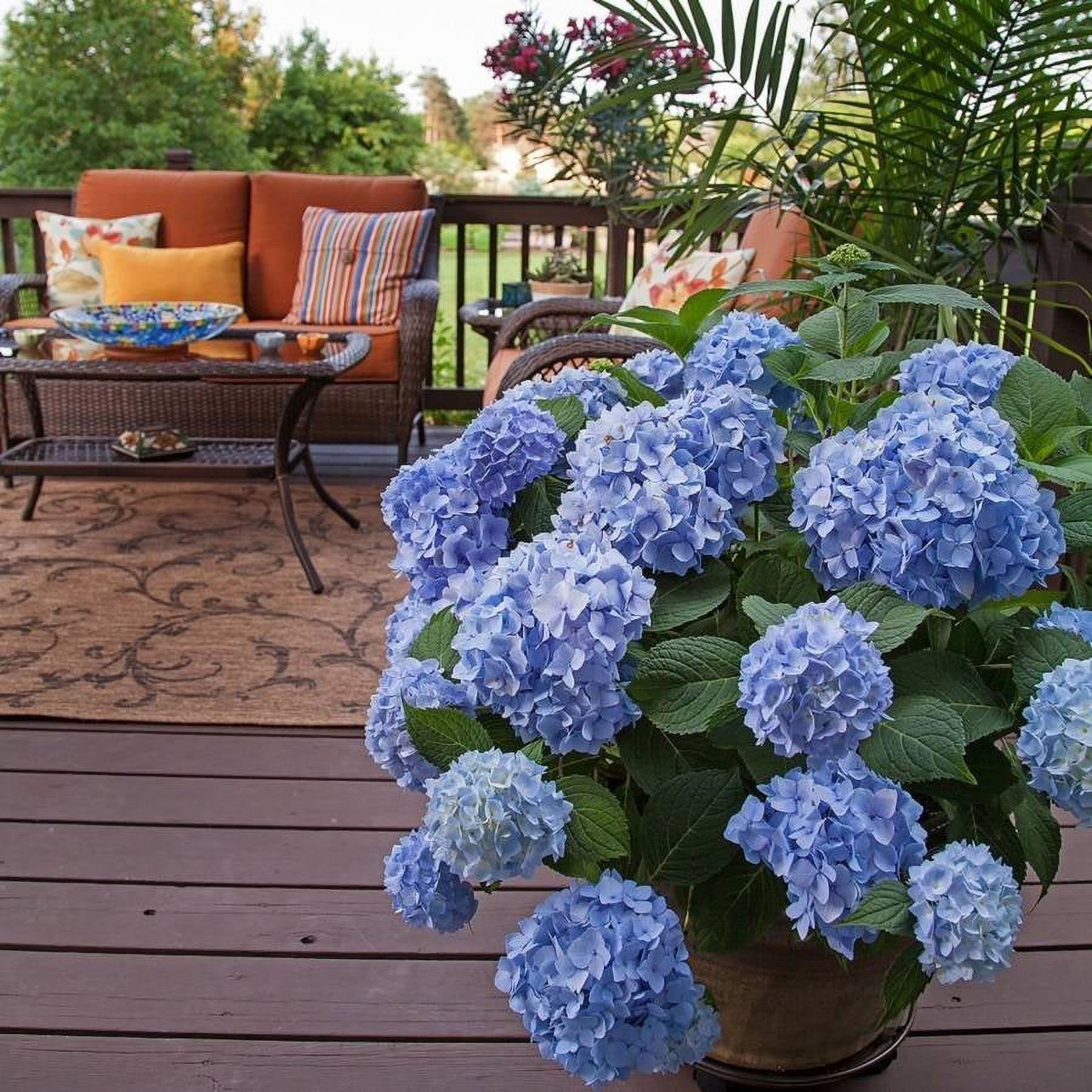 Endless Summer The Original Reblooming Hydrangea Live Shrub in 1-Gallon Grower Pot