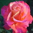 thumbnail image 4 of Heirloom Roses - Heart O' Gold™ Grandiflora Rose Bush - Fragrant Roses Live Plant, 4 of 5