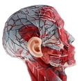 thumbnail image 4 of 2 Juegos de Modelo de Anatómica, Vasos Del Cuello, Modelo de Musculatura, Sección Media, Modelo de Enseñanza Y Educación, 4 of 9