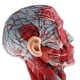 thumbnail image 4 of Modelo de Cuello de Cabeza CUTICAT Estatua de Cuello de Cabeza Humana 2 Piezas, 4 of 8
