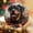 Rottweiler Dog 1, variant on Christian Cross Custom Ornaments 2025, Christian Cross Ornament, Christian Cross Christmas Hanging Decor, Christian Cross Ornaments for Christmas Tree. 4o8JPG (Christian Cross 9)