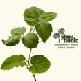 thumbnail image 4 of PLANT NOOK Triple Crown Thornless BlackBerry (Rubus) Live Plant Starter Plug 2-Pack | Large Sweet Berries, Heavy Yields | Semi-Erect Bramble for Trellis, Patio Pots & Garden Rows, 4 of 6