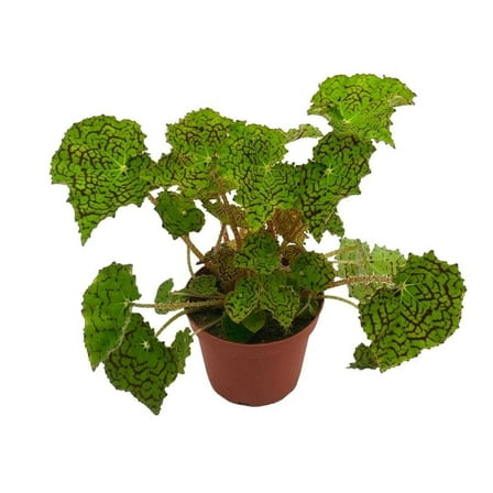 Deco Checks, Green Rhizomatous Begonia Rhizo, 4 inch Painted-Leaf Begonia, Variegated