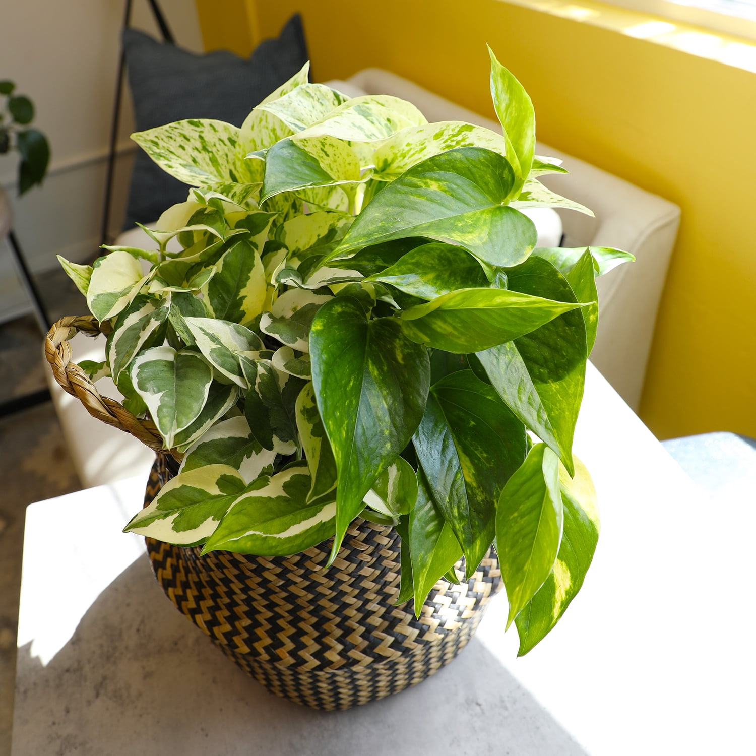 Element Live Pothos Houseplants, Easy Care Plant Variety Pack, 4.25in Pots, Indirect Sun