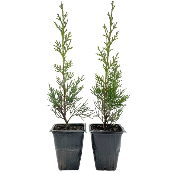 2 Blue Italian Cypress Tree – Fast-Growing Privacy Tree with Silvery-Blue Foliage, Narrow Columnar Evergreen for Screens & Hedges (Cupressus sempervirens ‘Glauca’) in 3.5″ Cubes, Live Plants