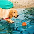 thumbnail image 5 of pelotas de juguete para perros, pelotas chirriantes para perros, pelota para masticar para perros, juguete flotante para piscina, juguete para lanzar cachorros, juguete para masticar para aburri, 5 of 5