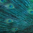 thumbnail image 2 of Villa, Mlli 15x15 Gold Ornate Wood Framed with Double Matting Museum Art Print Titled - Peacock Galaxy Two, 2 of 4