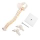 thumbnail image 1 of 38cm Flexible and Removable Human Spine Model for Skeletal Anatomy Study and Teaching, 1 of 1