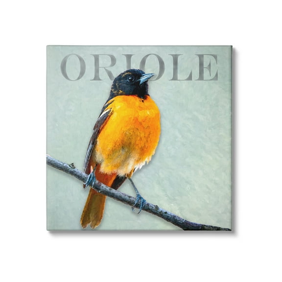 Stupell Industries Detailed Oriole Bird Portrait Perched Wildlife Animal Graphic Art Gallery Wrapped Canvas Print Wall Art, Design by Alpenglow Workshop