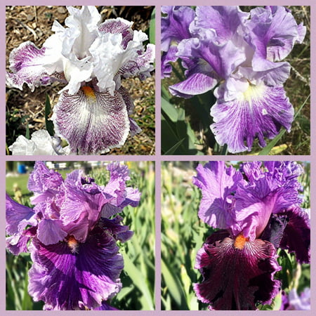 4 Tall Bearded Irises - Iris 4 Combo Pack - Tall Bearded Iris Rhizome (Best Time To Plant Bearded Iris Bulbs)