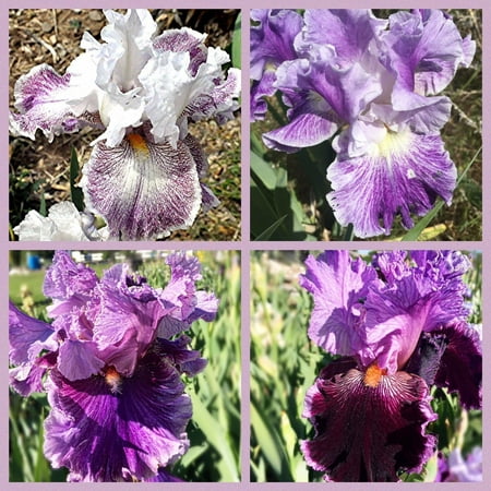 - 4 Tall Bearded Irises - Iris 4 Combo Pack - Tall Bearded Iris Rhizome Purples