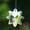 45MM AB Snowflake Crystal, variant on GKNET AB Aurora Faceted Rainbow Prism Crystal Glass Pndant Colorful Home Decoration-45MM AB Snowflake Crystal