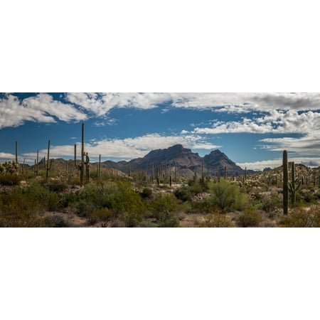 Various cactus plants in a desert Organ Pipe Cactus National Monument Arizona USA Poster Print by Panoramic (Best Time To Plant Roses In Arizona)