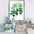 thumbnail image 3 of Designart 'Ancient Green Leaves Plants II' Traditional Framed Art Print, 3 of 4