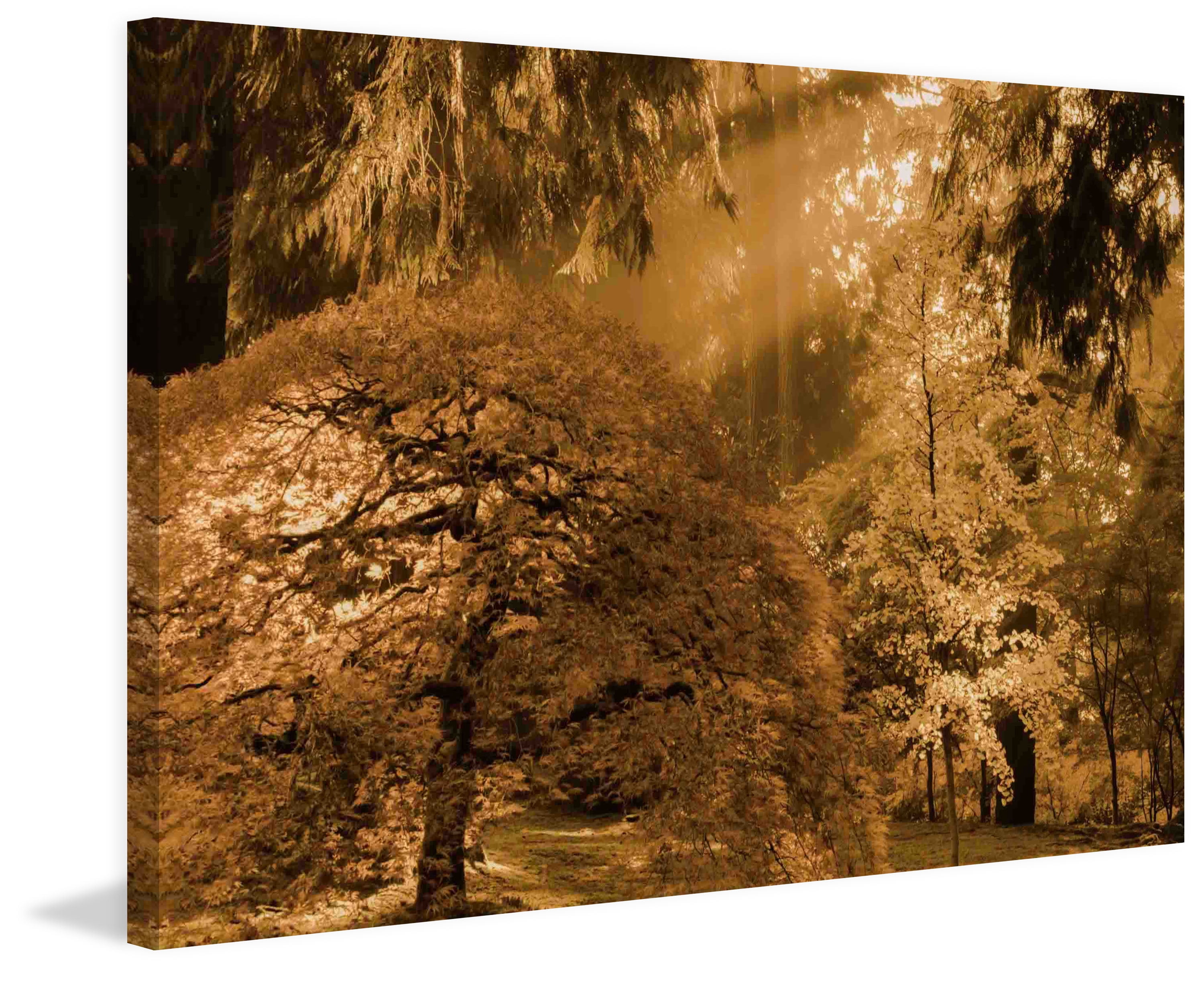 Marmont Hill Bathed in Morning Light by Don Schwartz Canvas Wall Art