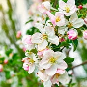 Brighter Blooms - Gala Apple Tree, 4-5 ft. - No Shipping to AK, AZ, CA, HI, ID, OR, WA