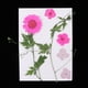 thumbnail image 2 of Flor Seca Real Prensada Natural para Fabricación , Fabricación de , Manualidades, Fundición de Resina, Adornos Hechos - Rosado BLESIY Flores secas prensadas naturales, 2 of 8