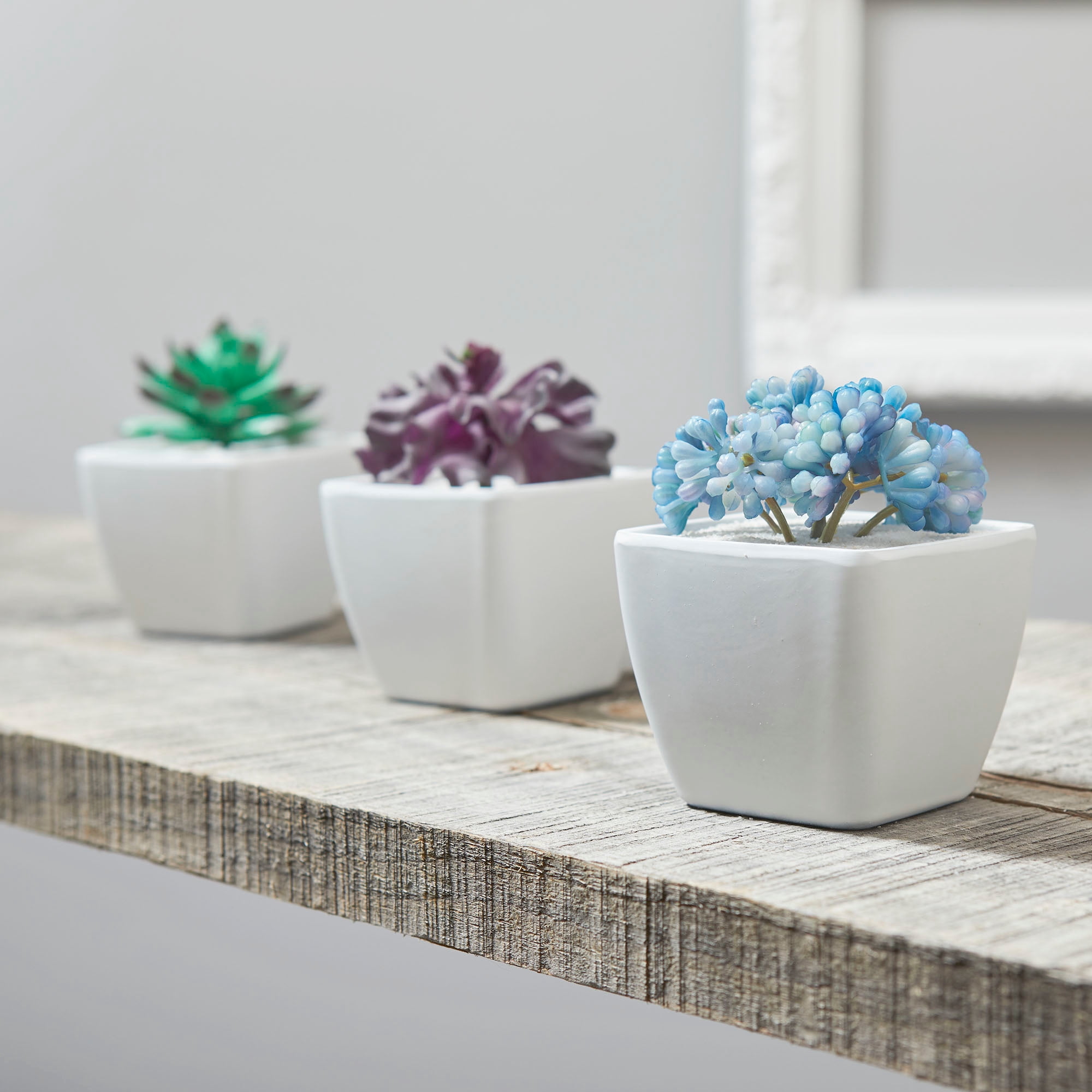 Succulent Picks Assortment