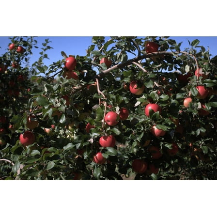 2 Honeycrisp Apple Trees Bareroot 2-3 feet tall--Aromatic, Juicy Fruit-Compact, Tidy Tree!!