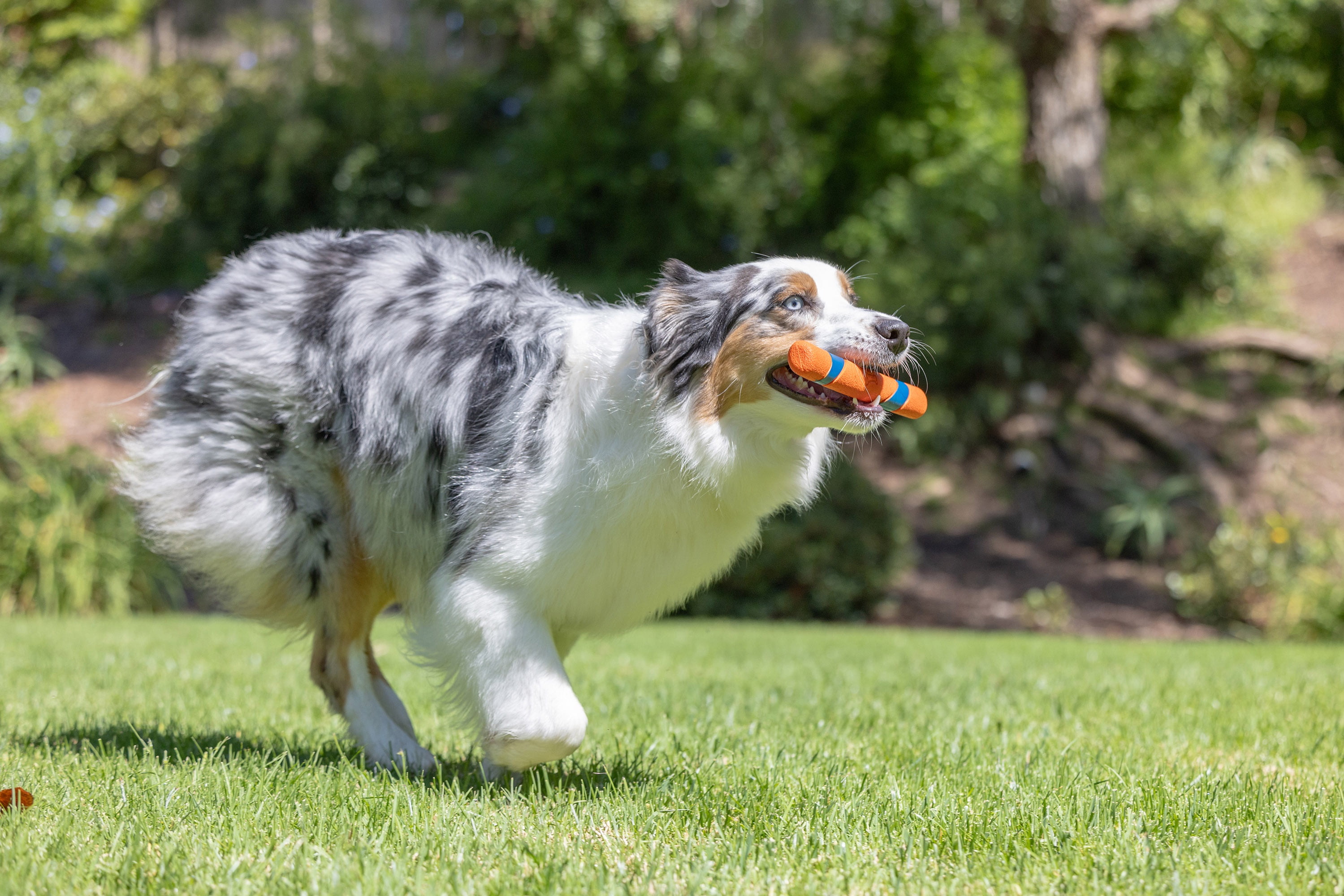 (3 pack) Chuckit! Ultra Fetch Stick Durable Rubber Interactive Outdoor Fetch Dog Toy, 12" for Dogs 10 to 120+ lb All Breeds, Orange and Blue, Pack of 1