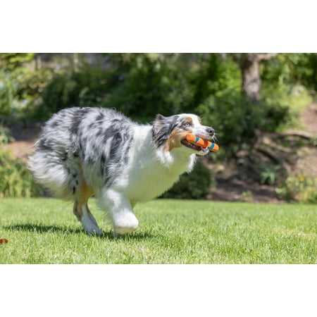 Chuckit! Ultra Fetch Stick Durable Rubber Interactive Outdoor Fetch Dog Toy, 12" for Dogs 10 to 120+ lb All Breeds, Orange and Blue, Pack of 1